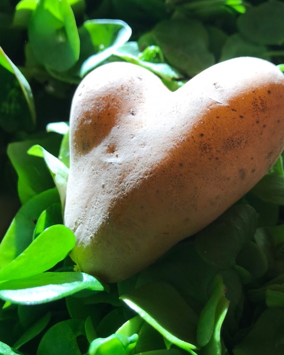 Vive l’amour. Il est partout, dans la nature jusque dans nos cageots. Merci à tous ceux qui nous disent bonjour, merci, à tous ceux qui nous félicitent de proposer de bons produits dans une toute petite épicerie de village. Merci de nous être fidèle, de croire en nos engagements. Merci de croire en l’agriculture biologique, parce qu’elle est une des solutions à la préservation de la biodiversité. Merci de venir avec vos sac, bocaux, sac à dos, cabas, boîtes, bouteilles pour ne repartir qu’avec l’essentiel, sans déchet. #merci #epicerievrac #epiceriebio #stopmeprisbio#amour #patatecoeur #lebioenvrac