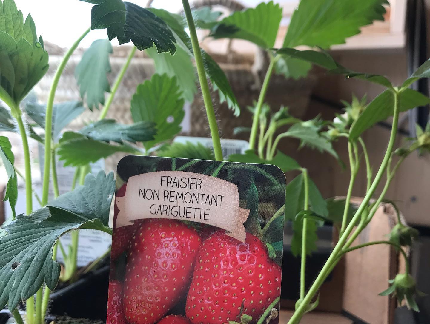 Arrivage du week-end ! Ça y est c’est le printemps ! Premiers plants de fraise 🍓 pour jardiner ce week-end !