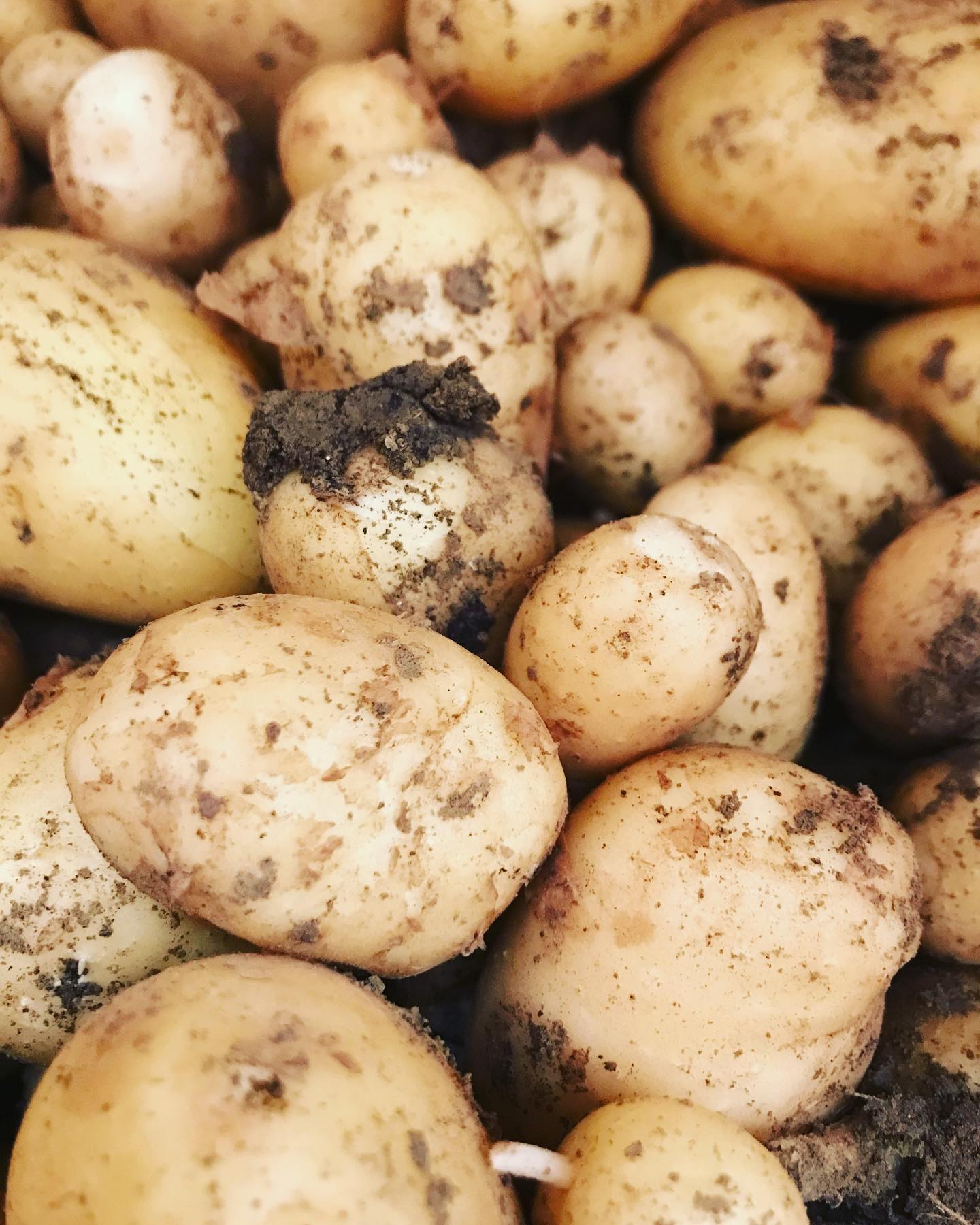 Enfin ! Des pommes de terre 🥔 nouvelles en direct producteur de la maraîchère à Ecoublay … on va se régaler ! Bisous #pommedeterrenouvelle #maraichagebio #bioetlocale #onvaseregaler #produitbio #patate #envrac #bisous #lebioenvrac